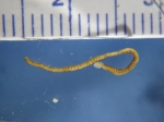 Polychaetes