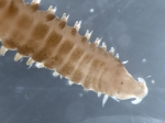 Polychaetes