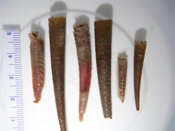 Pectinaria-cornet worms Pectinaria-cornet worms