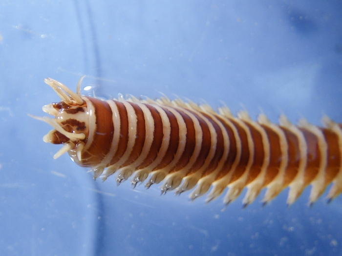 Nereis zonata Nereis zonata