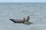 Mammals