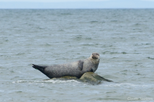 Seal on rock