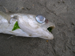 Dieren