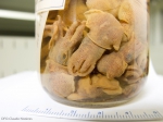 Cephalopoda