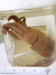 Cephalopoda