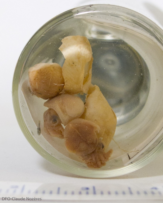 Rossia - egg capsules and hatchlings Rossia - egg capsules and hatchlings