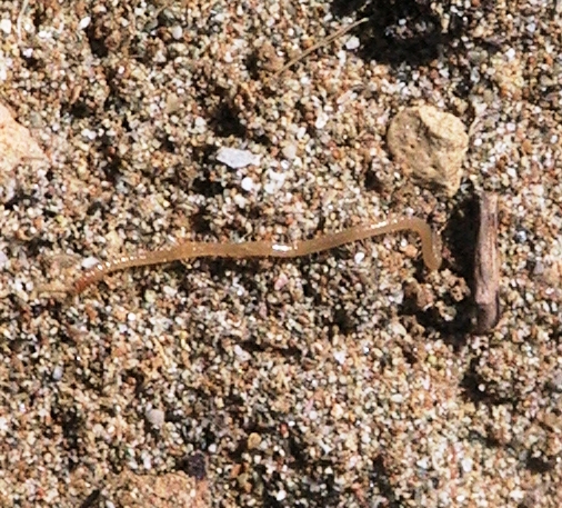 Pachymerium ferrugineum, Crete (Stelios Simiakos) Pachymerium ferrugineum, Crete (Stelios Simiakos)