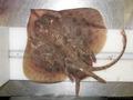 Elasmobranchii