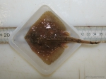 Amblyraja radiata - thorny skate juvenile, author: Nozes, Claude