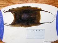 Thorny skate egg case