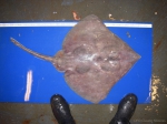 Bathyraja spinicauda - spinytail skate, author: Nozes, Claude