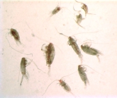 Calanoida copepods