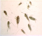 Mesozooplankton