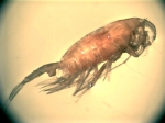 Paraeuchaeta norvegica, author: Fisheries and Oceans Canada, Roberta Miller