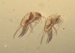 Copepoda