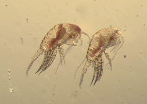 Temora longicornis Temora longicornis