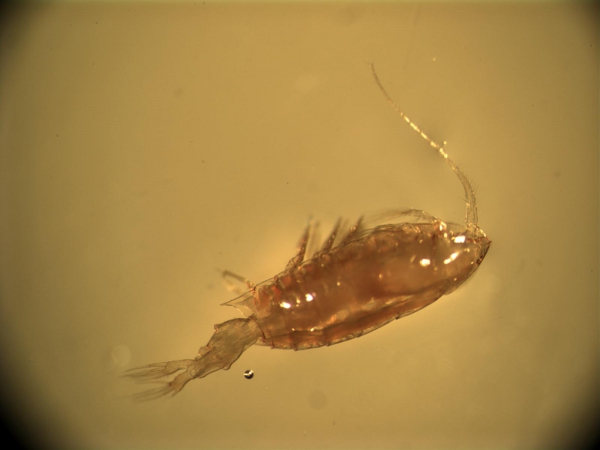 Anomalocera patersoni Anomalocera patersoni