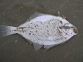 Pleuronectiformes