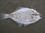 Pleuronectiformes