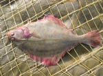 Pleuronectiformes