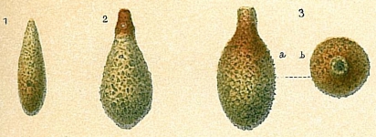 Lagenammina difflugiformis, author: Tomas Cedhagen