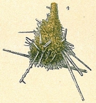 Lagenammina spiculata