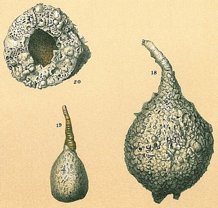 Pelosina rotundata Pelosina rotundata
