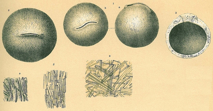 Pilulina jeffreysii Pilulina jeffreysii