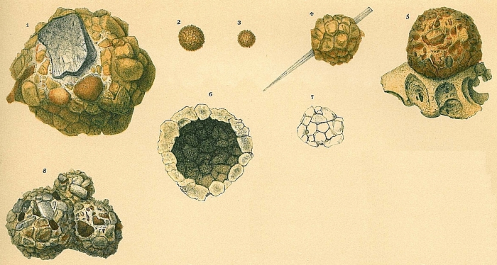 Psammosphaera fusca Psammosphaera fusca