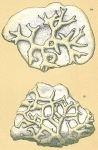 Sagenina frondescens