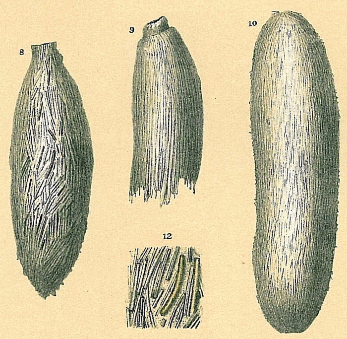 Technitella legumen Technitella legumen