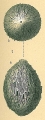 Technitella Bradyi Earland, 1934 Technitella melo sensu Brady (1884) Jones (1994), author: Tomas Cedhagen