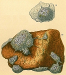 Tholosina vesicularis, author: Tomas Cedhagen