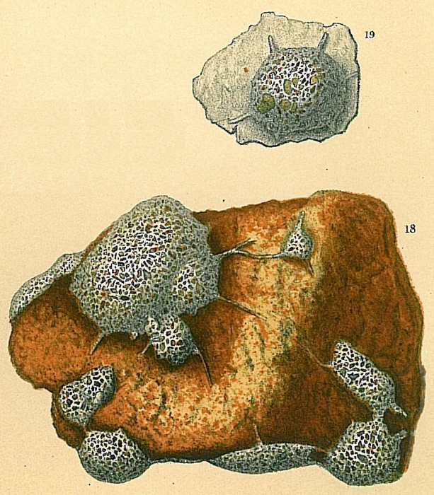 Tholosina vesicularis Tholosina vesicularis