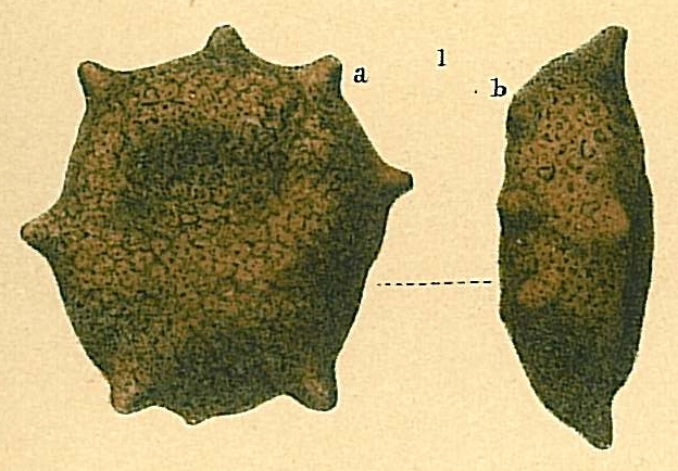 Thurammina compressa Thurammina compressa