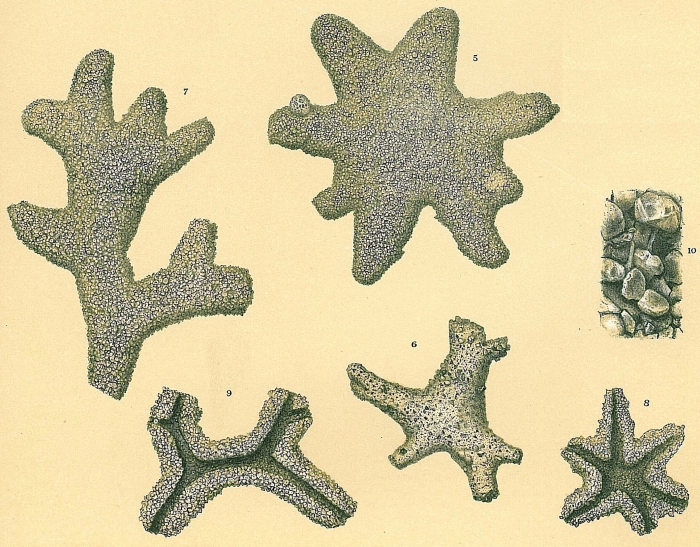 Astrorhiza arenaria Astrorhiza arenaria