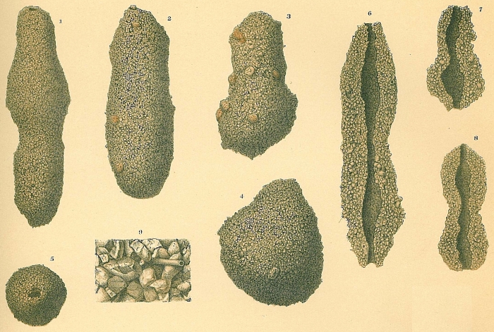 Astrorhiza crassatina Astrorhiza crassatina