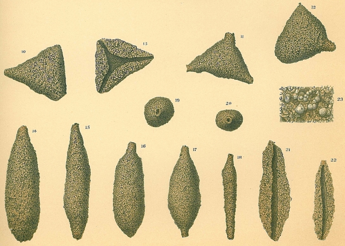 Astrorhiza granulosa Astrorhiza granulosa
