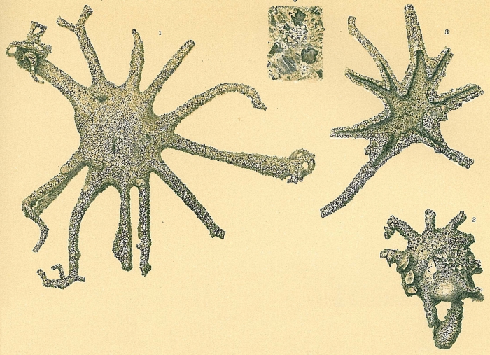 Astrorhiza limicola Astrorhiza limicola