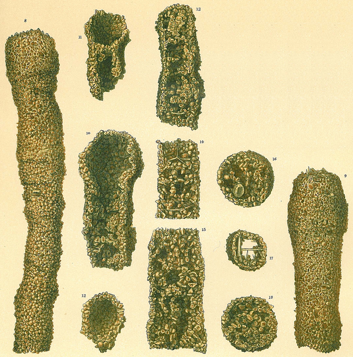 Botellina labyrinthica Botellina labyrinthica
