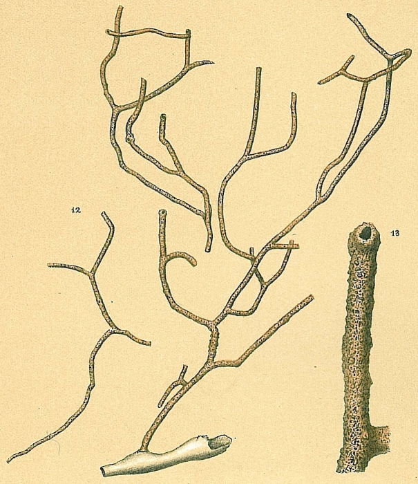 Dendrophrya arborescens Dendrophrya arborescens