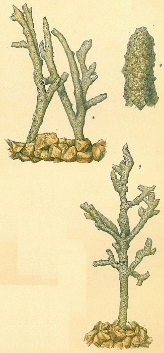 Dendrophrya erecta Dendrophrya erecta