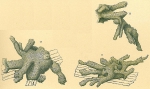 Dendrophrya radiata