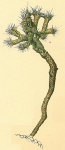 Halyphysema ramulosa, author: Tomas Cedhagen