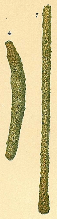 Hyperammina cylindrica Hyperammina cylindrica