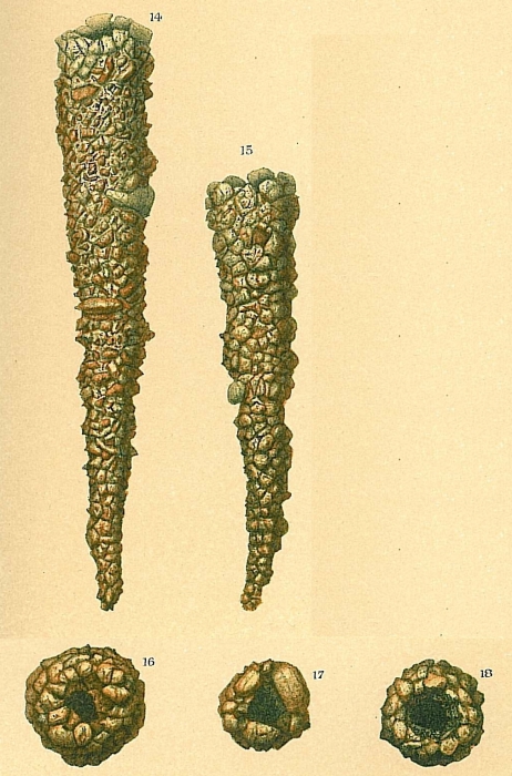 Jaculella acuta Jaculella acuta