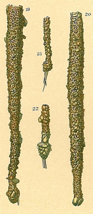 Jaculella obtusa Jaculella obtusa