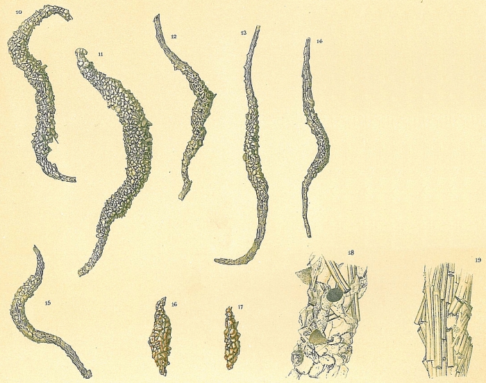 Marsipella elongata Marsipella elongata