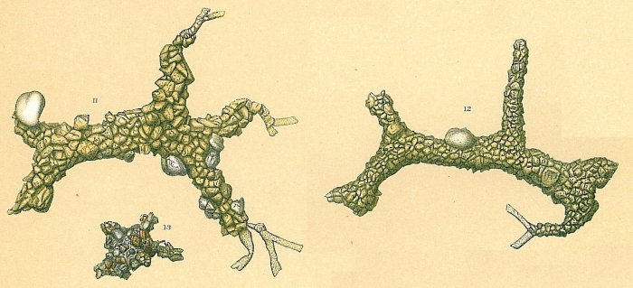 Rhabdammina cornuta Rhabdammina cornuta
