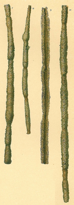Rhabdammina discreta Rhabdammina discreta